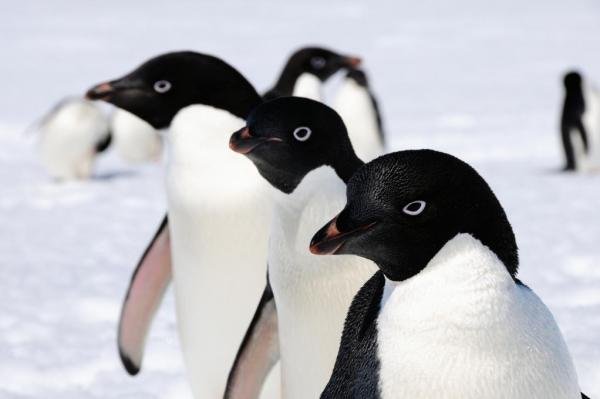 WWF-_Thousands-of-_Adlie-penguin-chicks-starved-to-death-this-summ.jpg