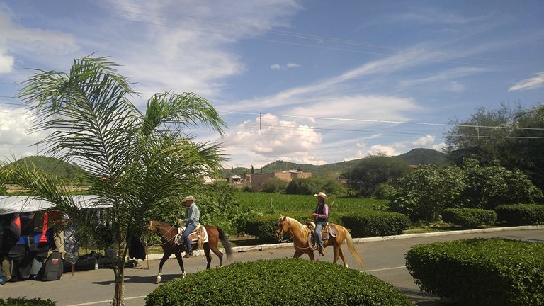 horses in street