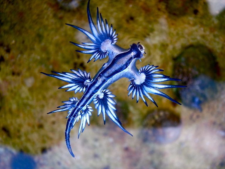 blue-dragon-sea-slug-7