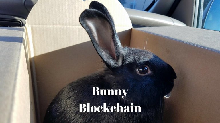 Bunny_Blockchain.jpg