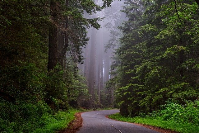 redwood-national-park-1587301_640.jpg