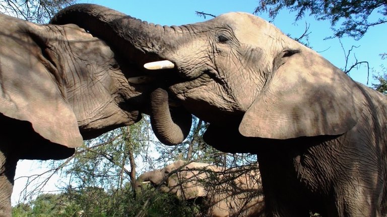 elephants-196613_960_720.jpg
