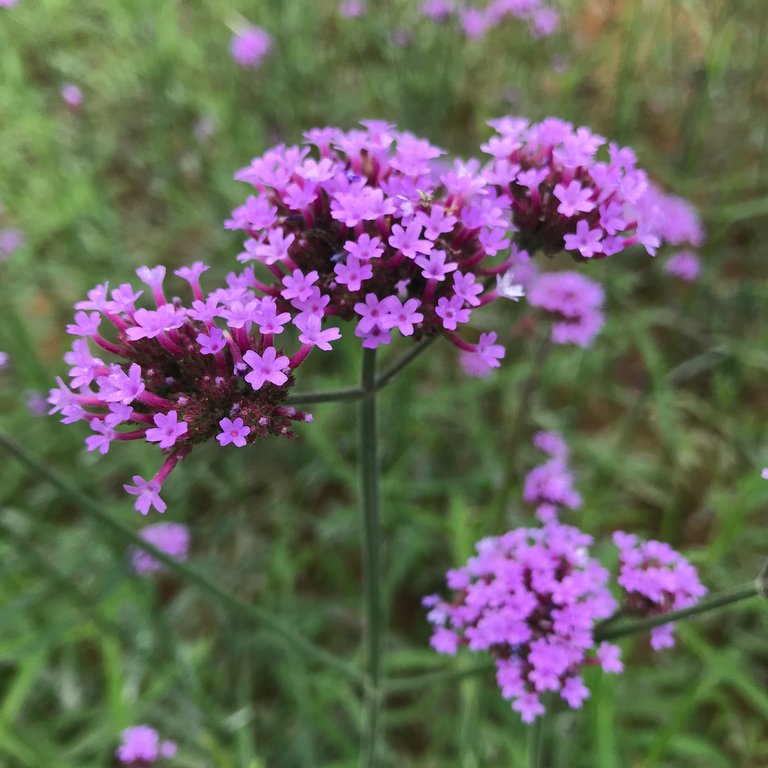 D9B182EA-1866-45F3-B43F-973DFFF49303.jpeg