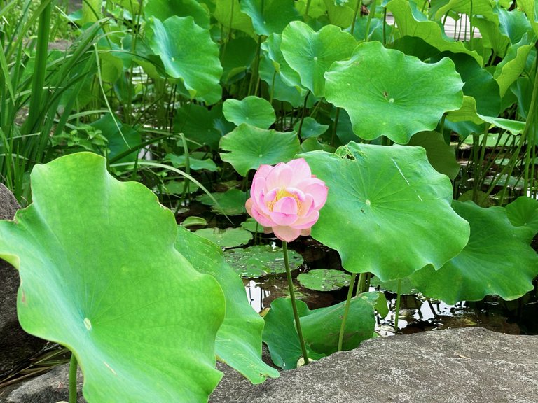 IMG_1558.jpeg
