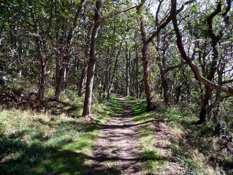 A verdant nature reserve trail 