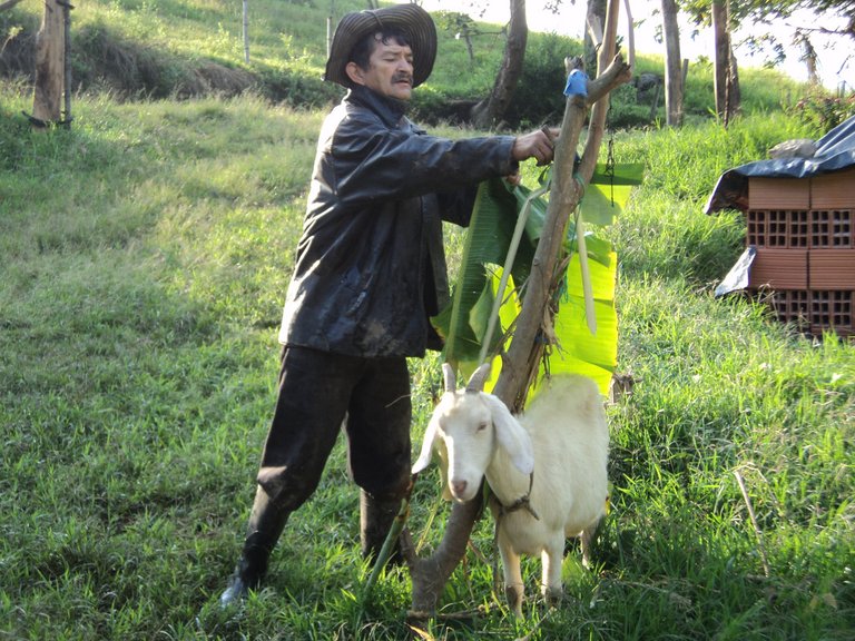 Henry_Ortiz_alimentando_cabras