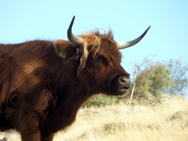 Scottish Highlander