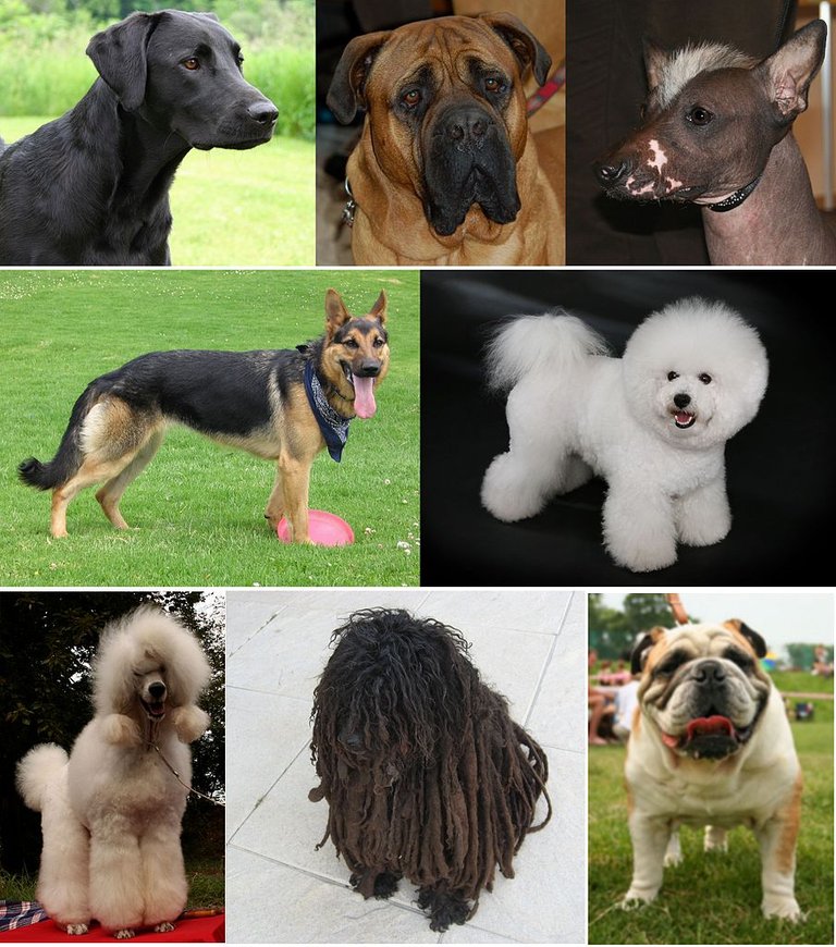 diversedogs