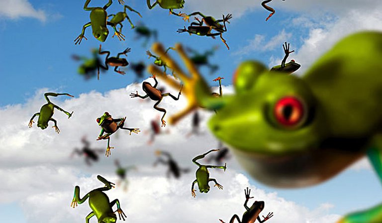 frog rain.jpg