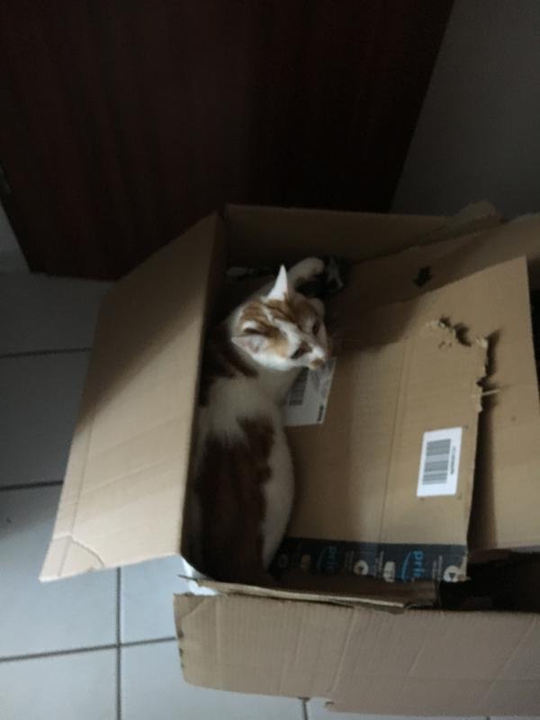 catbox