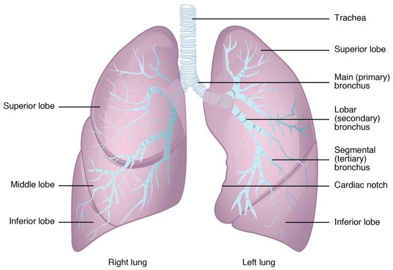 https://courses.lumenlearning.com/suny-ap2/chapter/the-lungs/