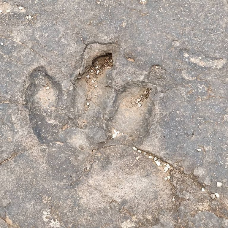 Dinosaur tracks near Moab