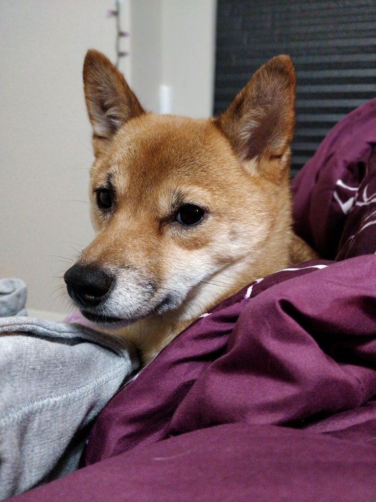 Judgemental Shibe