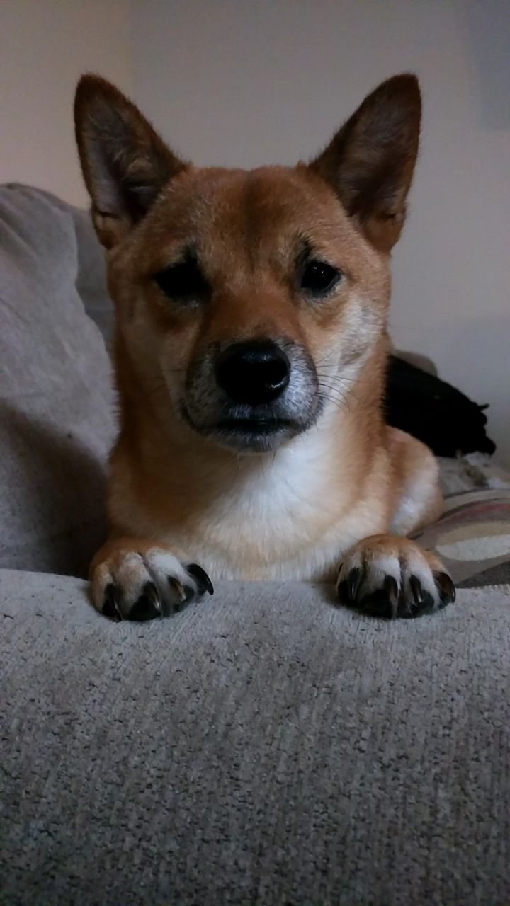 Serious Shibe