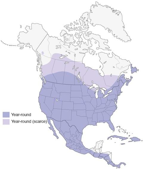 house sparrow range map allaboutbirds image.jpg