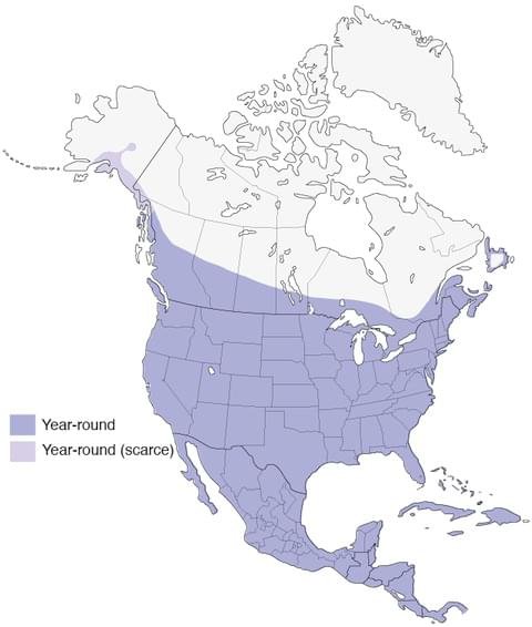 rock pigeon range map image.jpg