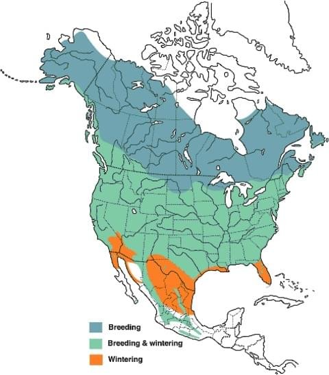 american robin range map image.jpg