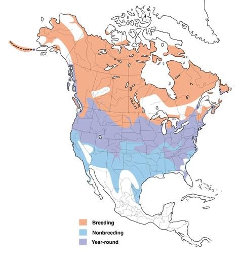 canada goose range map allaboutbirds image.jpg