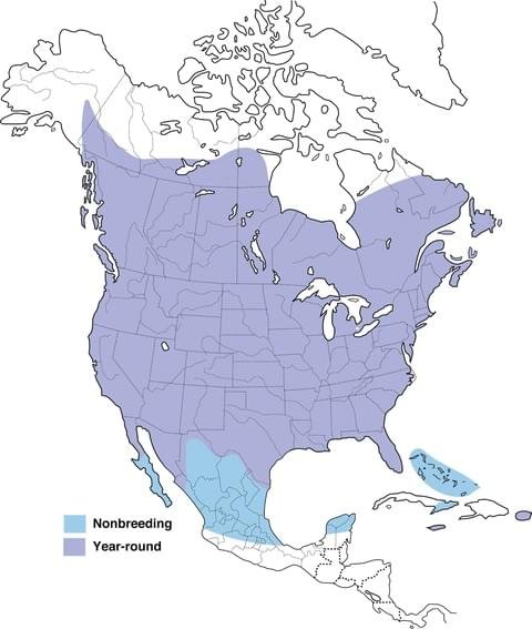 european starling range map image.jpg