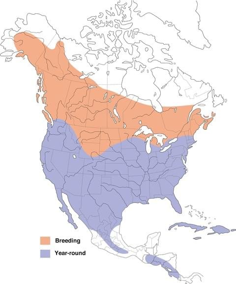 red-tailed red tailed hawk range map allaboutbirds image.jpg