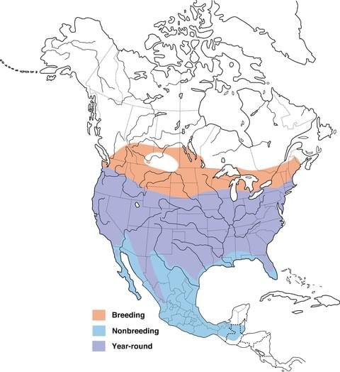 coopers hawk range map image.jpg