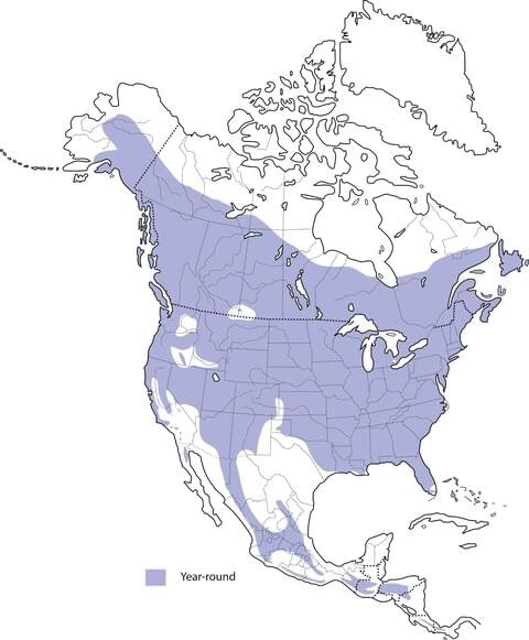 hairy woodpecker range map allaboutbirds image.jpg