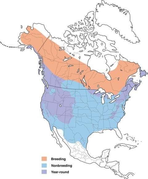 dark-eyed junco range map image.jpg