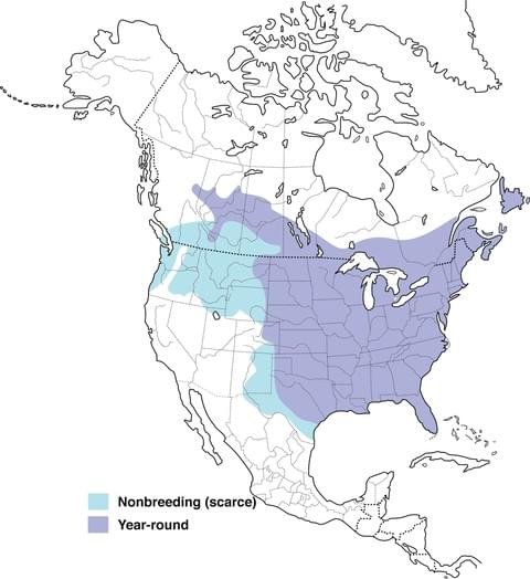 blue jay range map allaboutbirds image.jpg