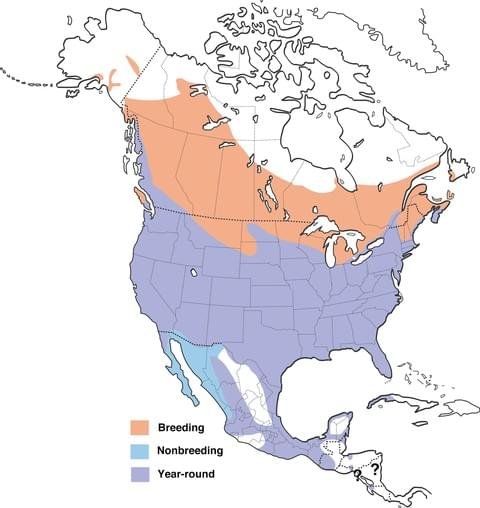 red-winged blackbird range map.jpg