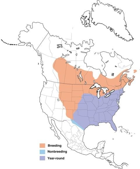 common grackle range map image.jpg