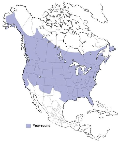 downy woodpecker range map allaboutbirds image.jpg