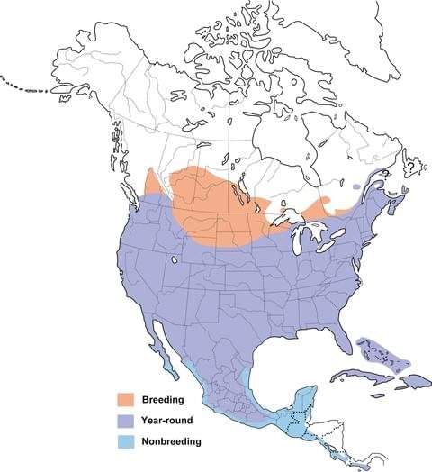 mourning dove range map image.jpg