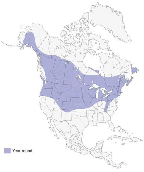 black-capped chickadee range map allaboutbirds image.jpg