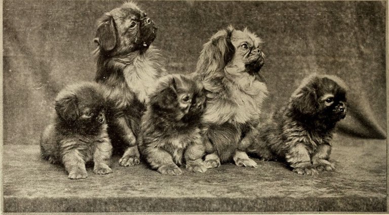 group-of-pekingese-dogs-from-1905.jpg