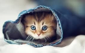 cute cat.jpg