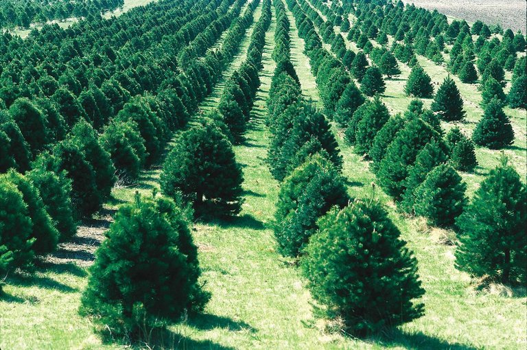 Christmas_tree_farm_IA.JPG