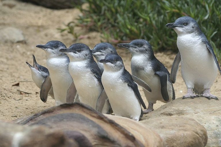 Penguin_Parade.jpg