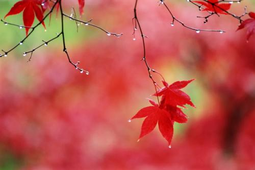 image-1539305268289.png