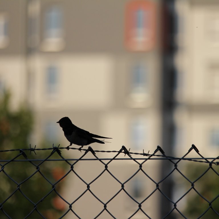 758f8ec0cfa1c2fd56b42c8047f7e03e