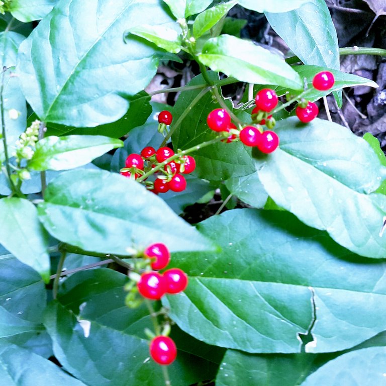 a60069d981bd7f3a2e7cde461a599d5b