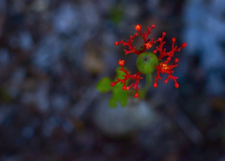 c461afb7b4c5404b701ec714a4bbe67a