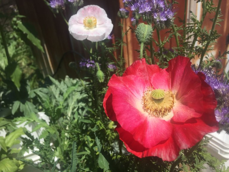 451d5a447dbdfb67e99a36301b06ec27