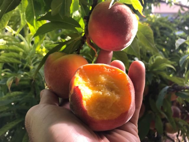 9855e0d585cad267888b0ca95cd7be98