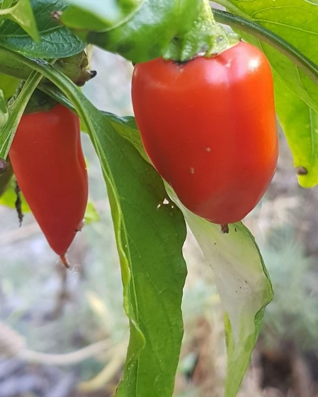 067ad086e5dc098691bce634d0c6c102