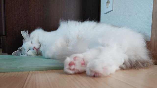 2cd4b3fcafba375e5fc6ce2b620fffef