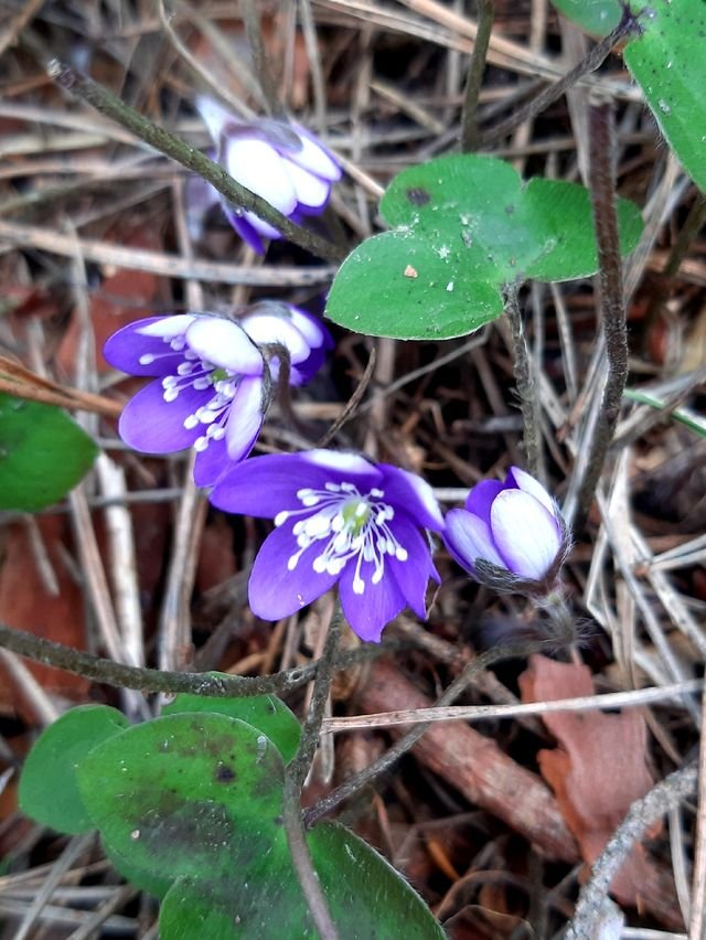 77032a8a13a08d82fcb033db3cdcabf7