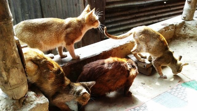 8a899ec80a89086ad14cfbaa94665871