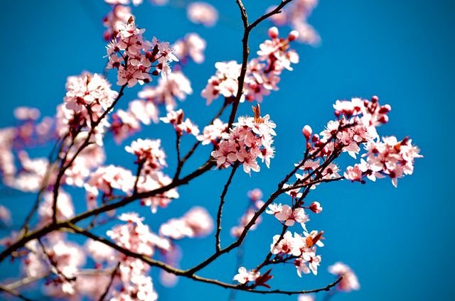 8dae4708d6359972f67ae90ee1db6dea