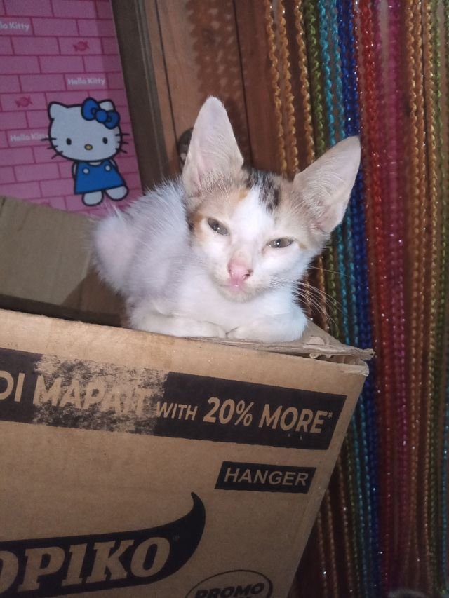 bad0591056744dbd5cb0df52d22fba62