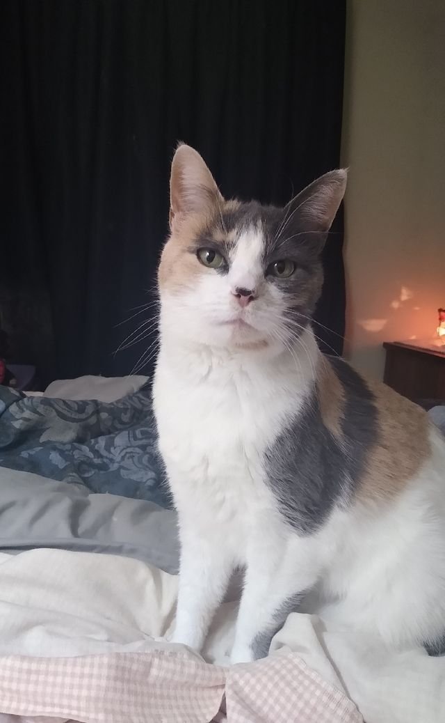 ca85449a17b73d89ce6a084f1935eba7